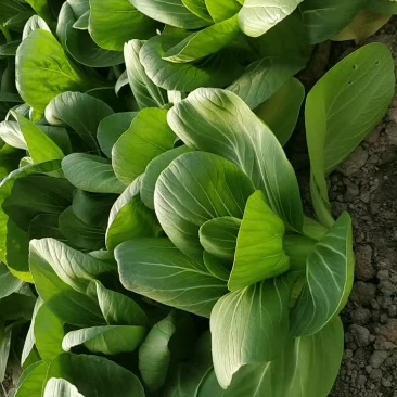 青梗菜