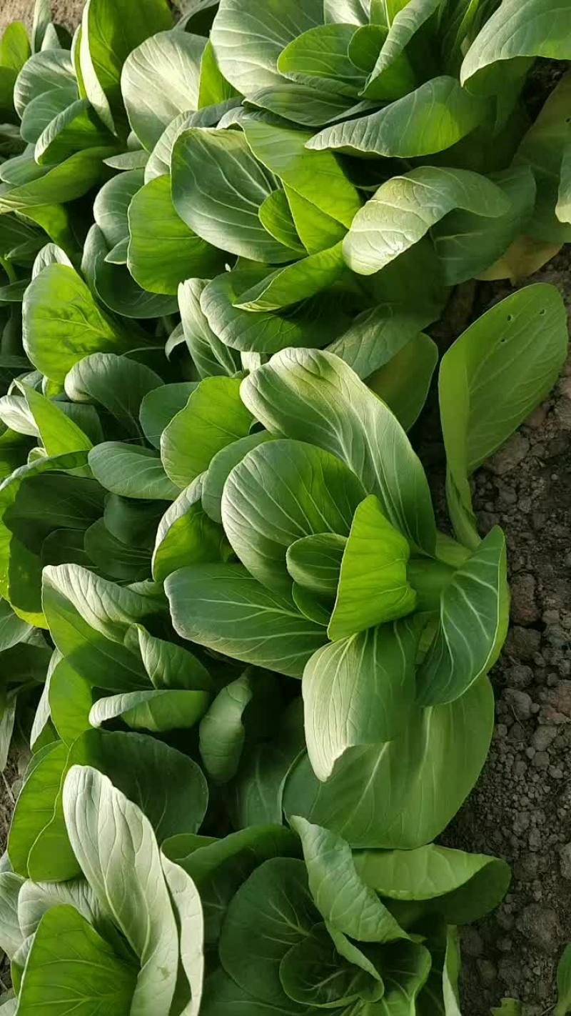 青梗菜