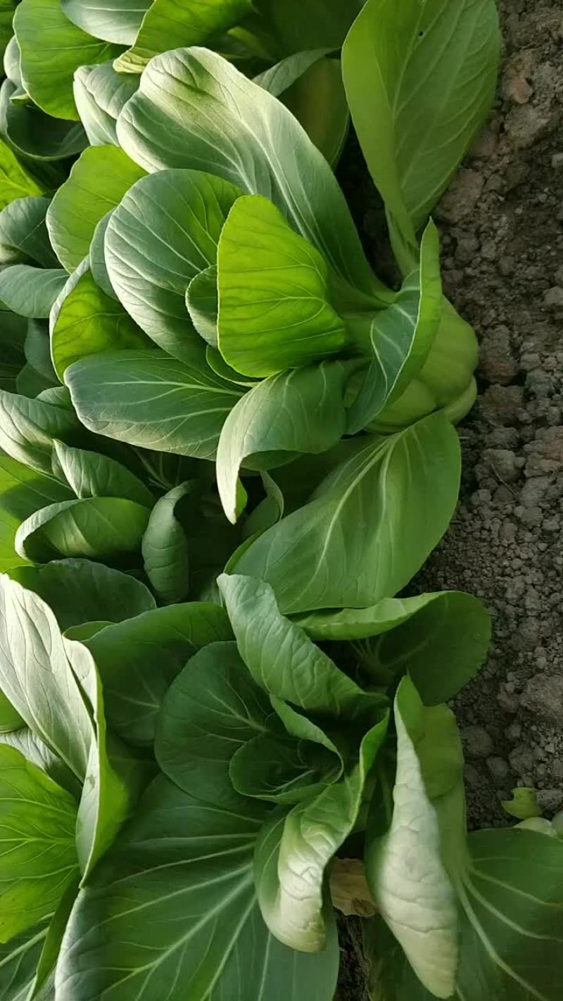 青梗菜
