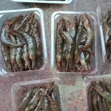 南美白对虾