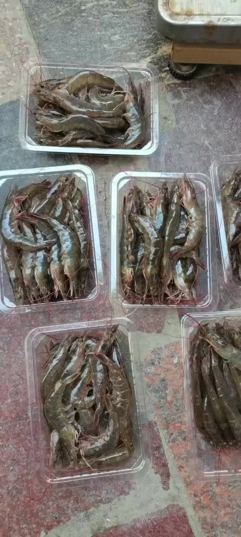 南美白对虾