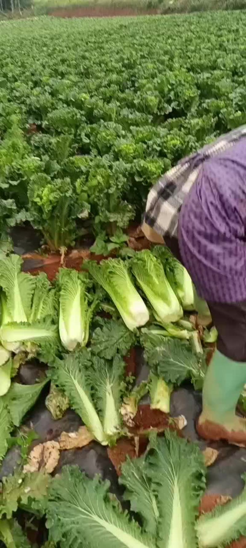 长期有货秋绿60