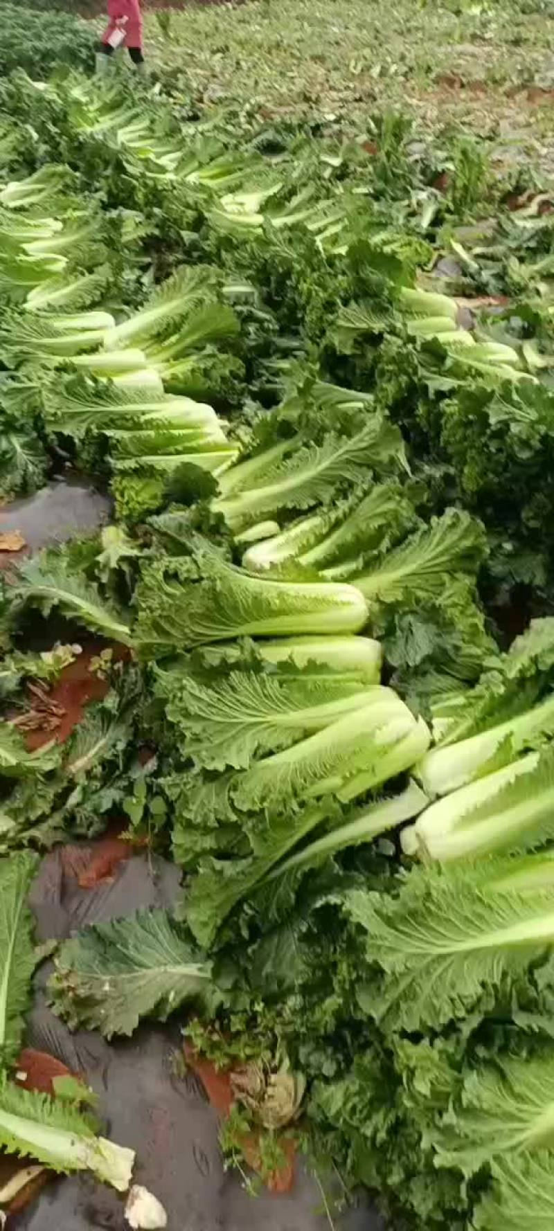 长期有货秋绿60