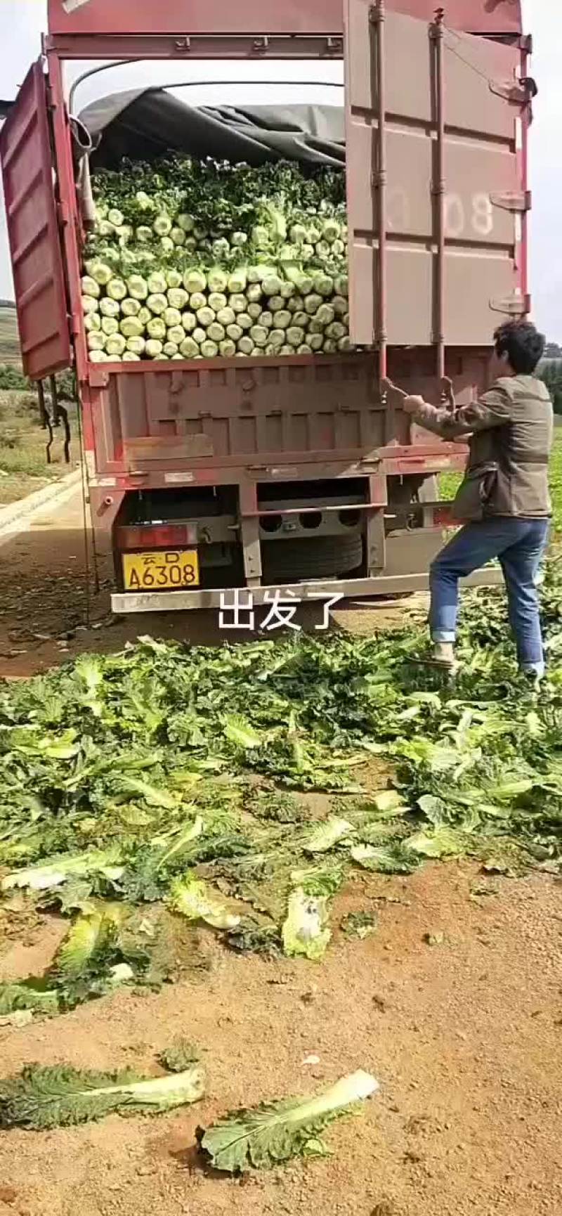 长期有货秋绿60
