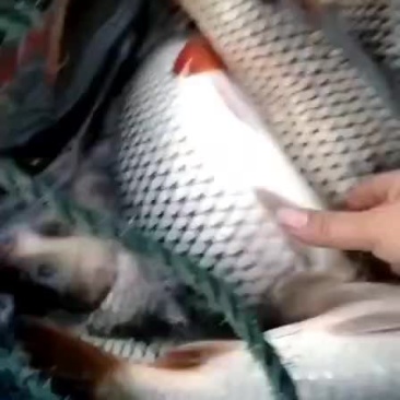 鲤鱼