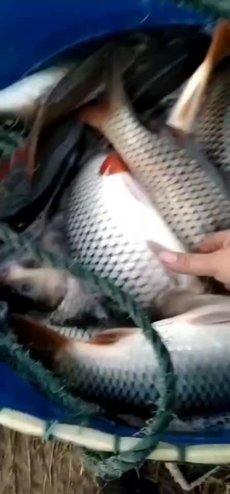 鲤鱼