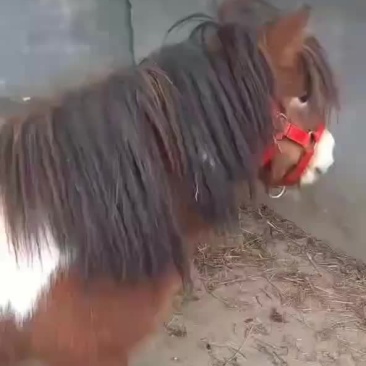 漂亮的小矮马