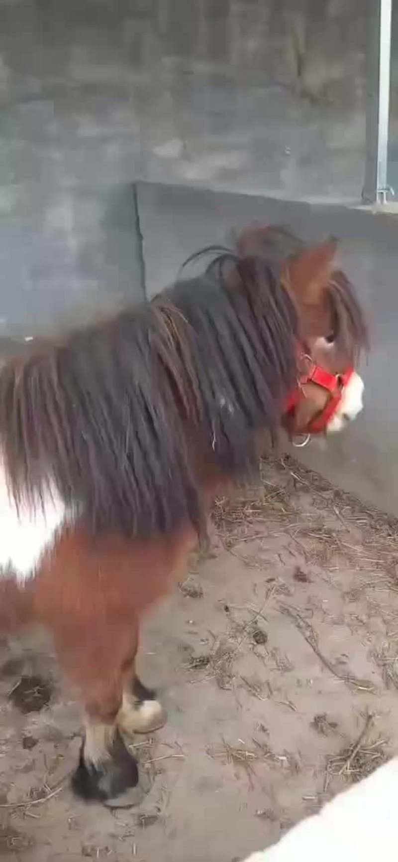 漂亮的小矮马