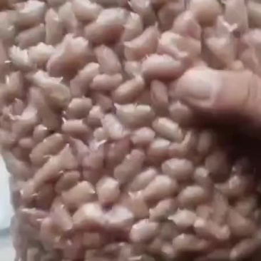 鸡腰子