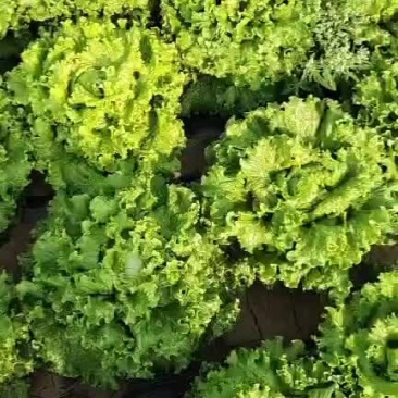 生菜