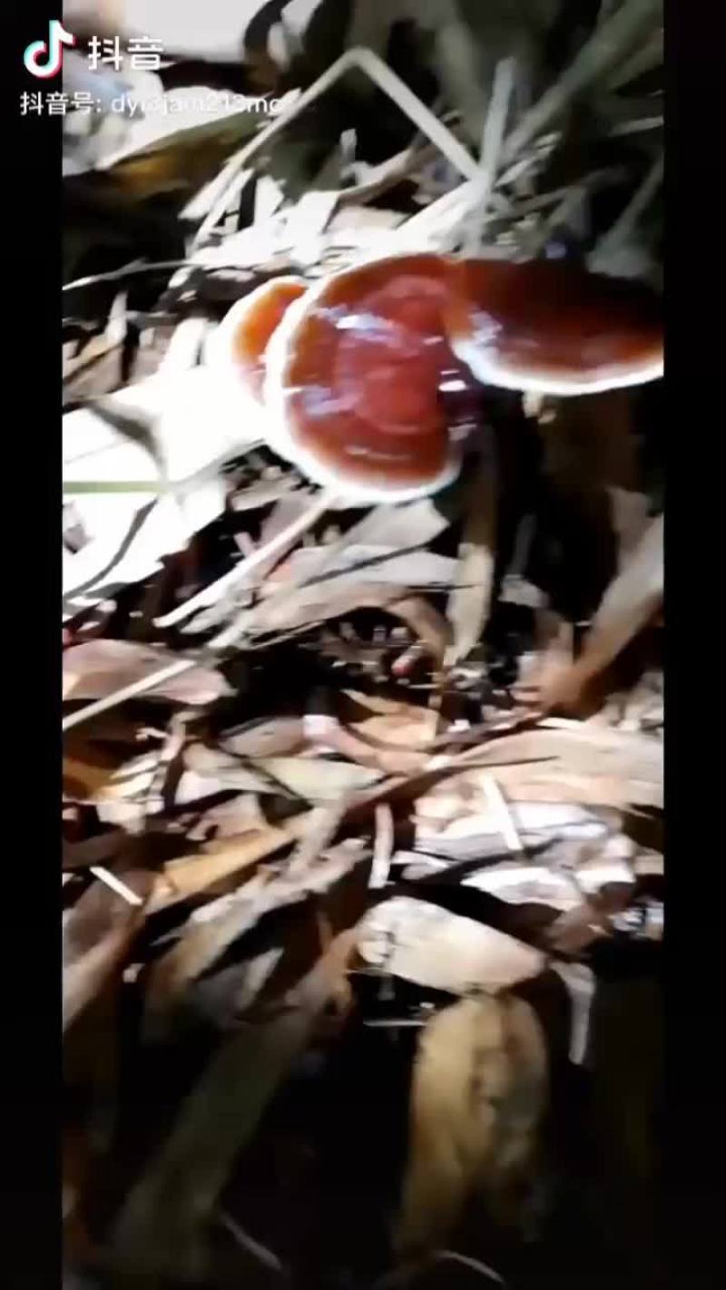 竹灵芝菌种
