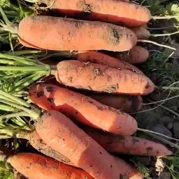 三红胡萝卜