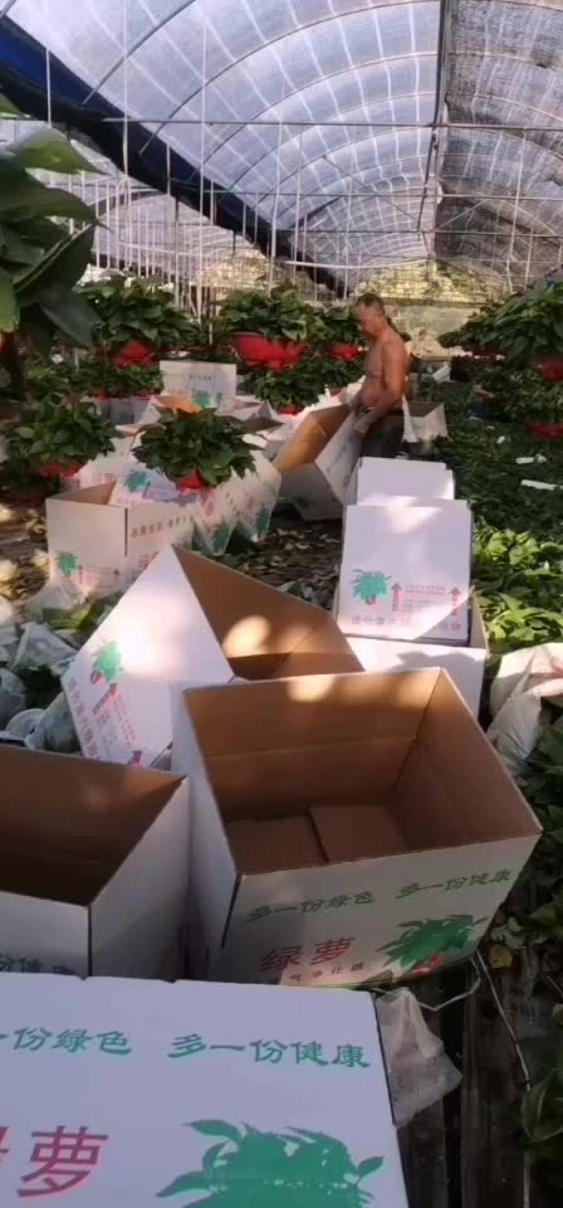 绿萝
