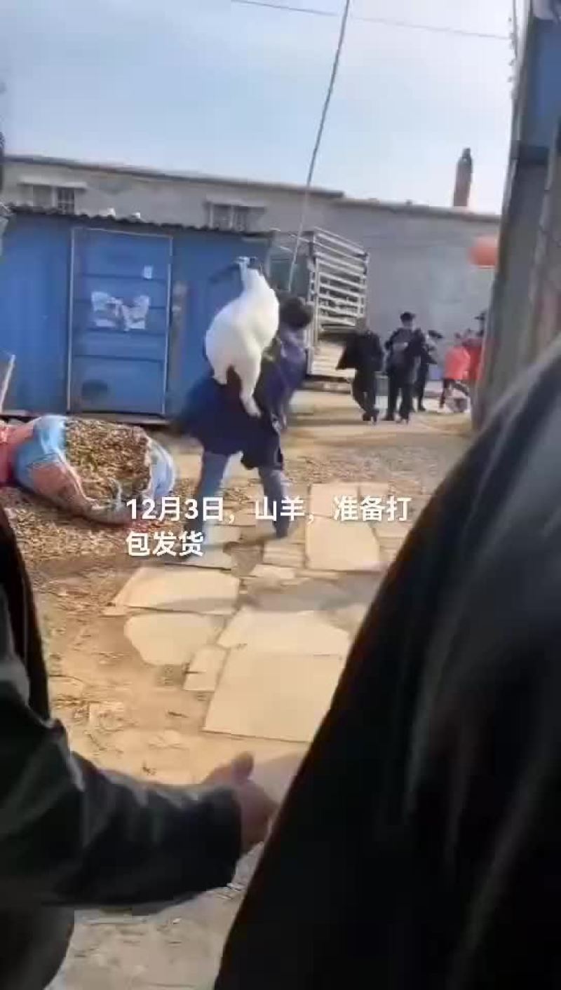 鳄鱼肉，鸵鸟肉