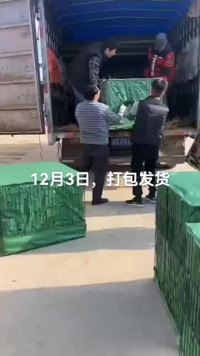 鳄鱼肉，鸵鸟肉