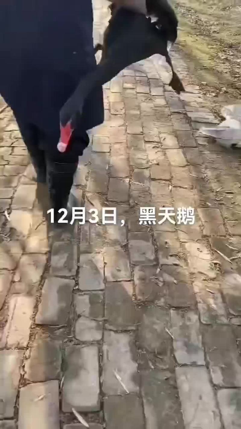 鳄鱼肉，鸵鸟肉