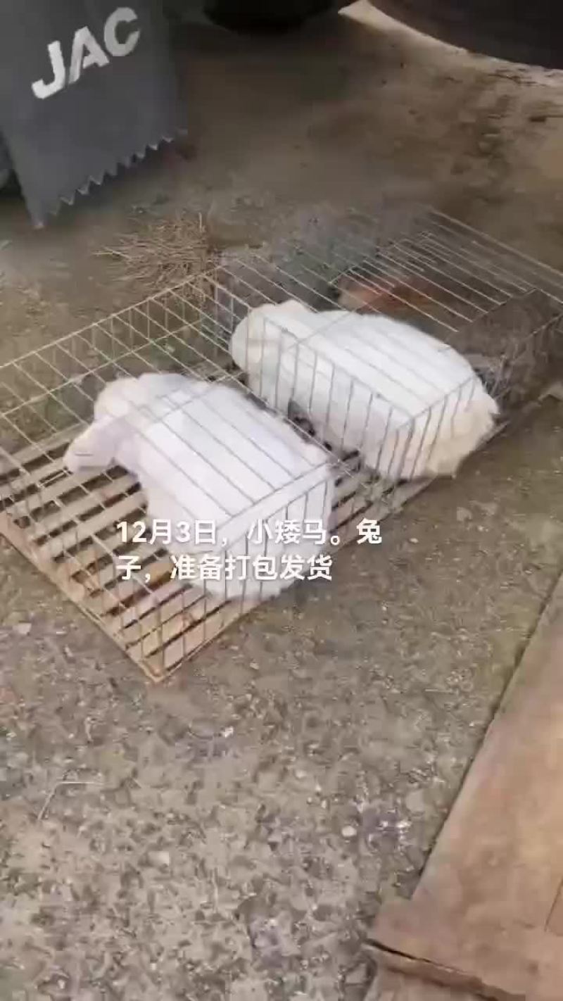 鳄鱼肉，鸵鸟肉