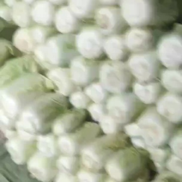 大娃娃菜