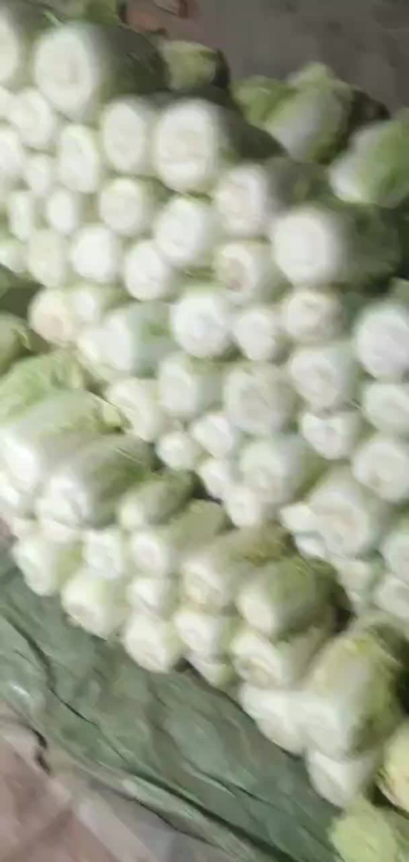 大娃娃菜