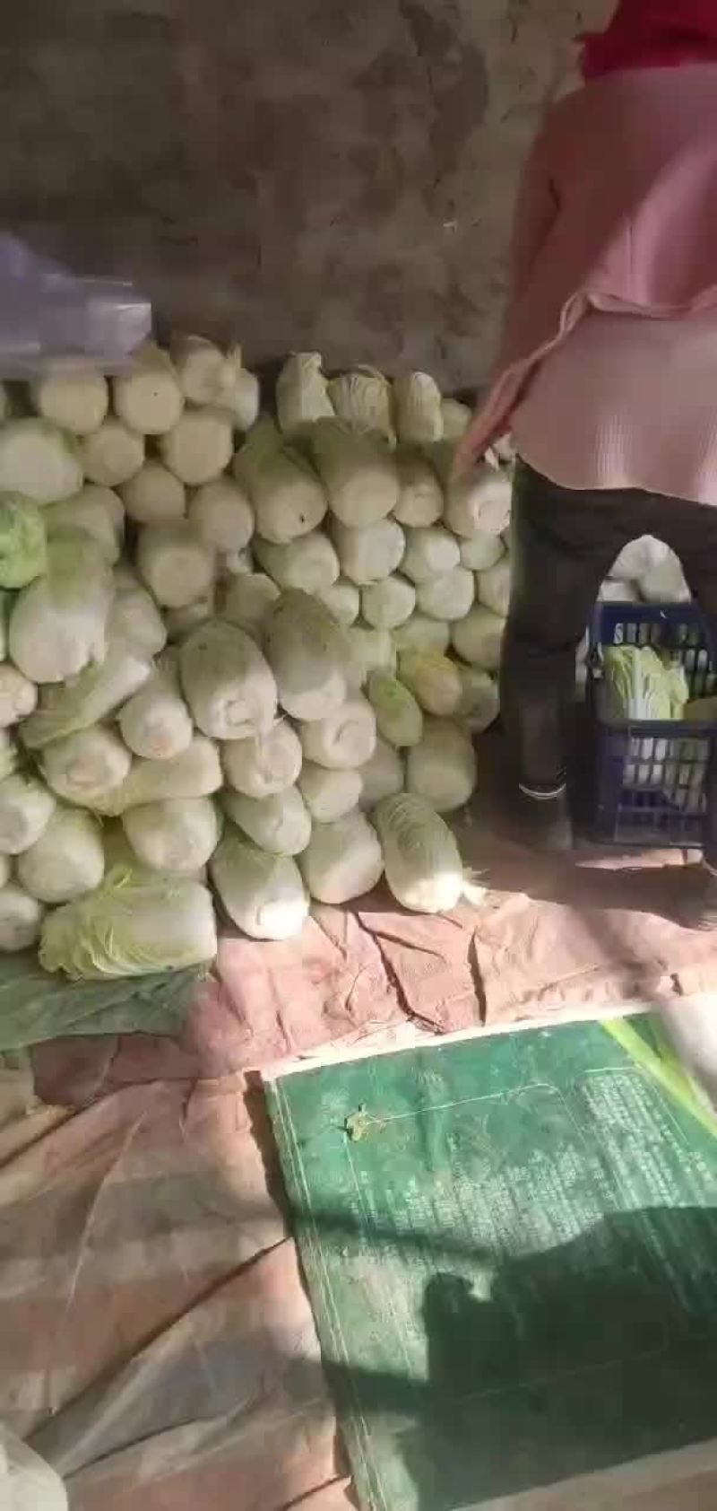 大娃娃菜