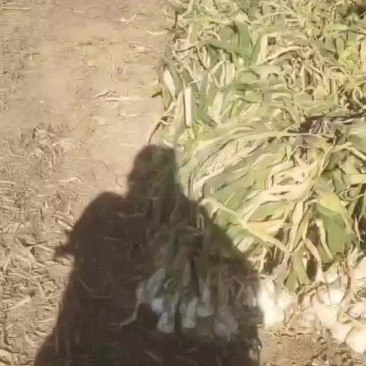大头葱