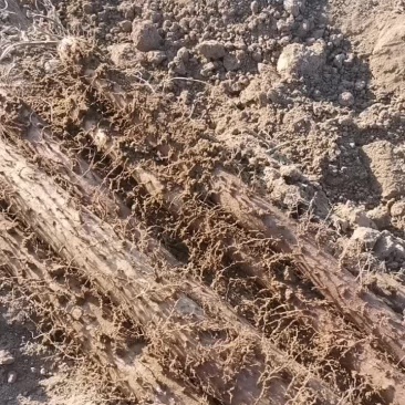 白玉山药产地直销口感面大量现货