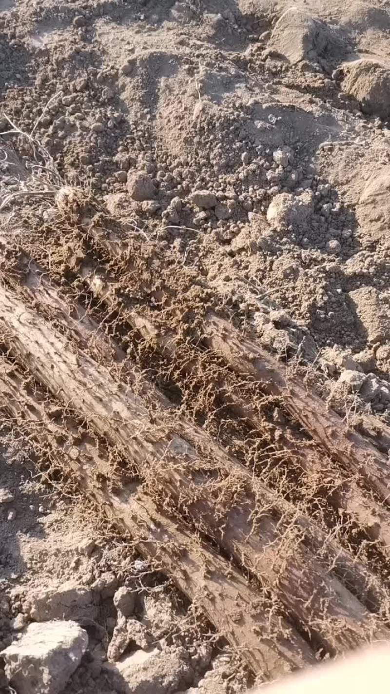 白玉山药产地直销口感面大量现货