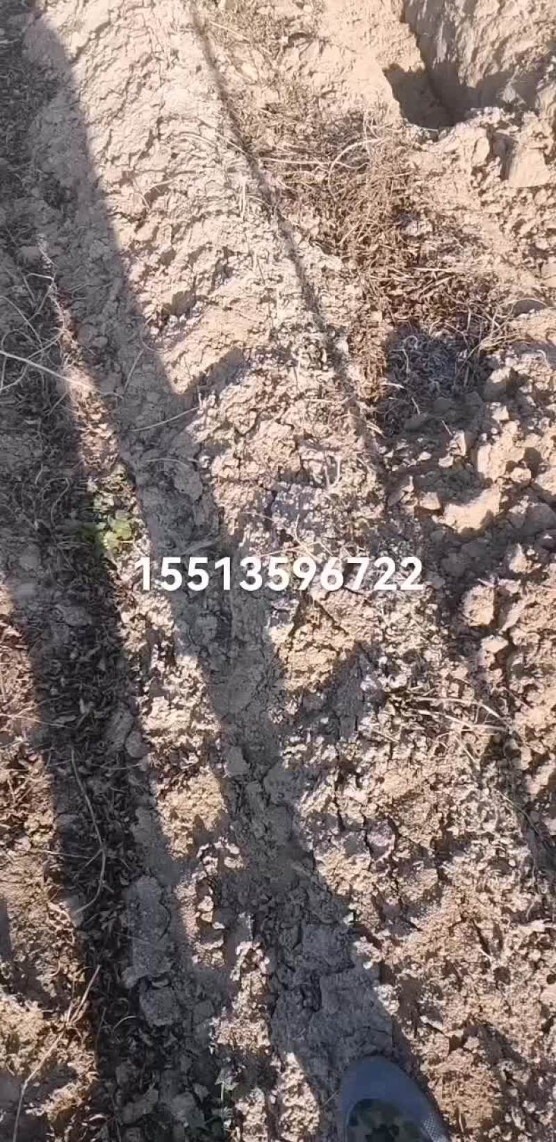白玉山药产地直销口感面大量现货