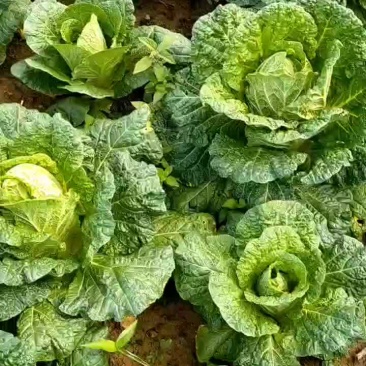 生鲜蔬菜，价格低，质量可靠，运行平稳，香脆可口。