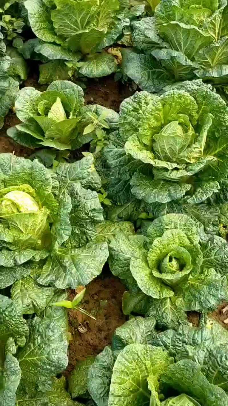 生鲜蔬菜，价格低，质量可靠，运行平稳，香脆可口。