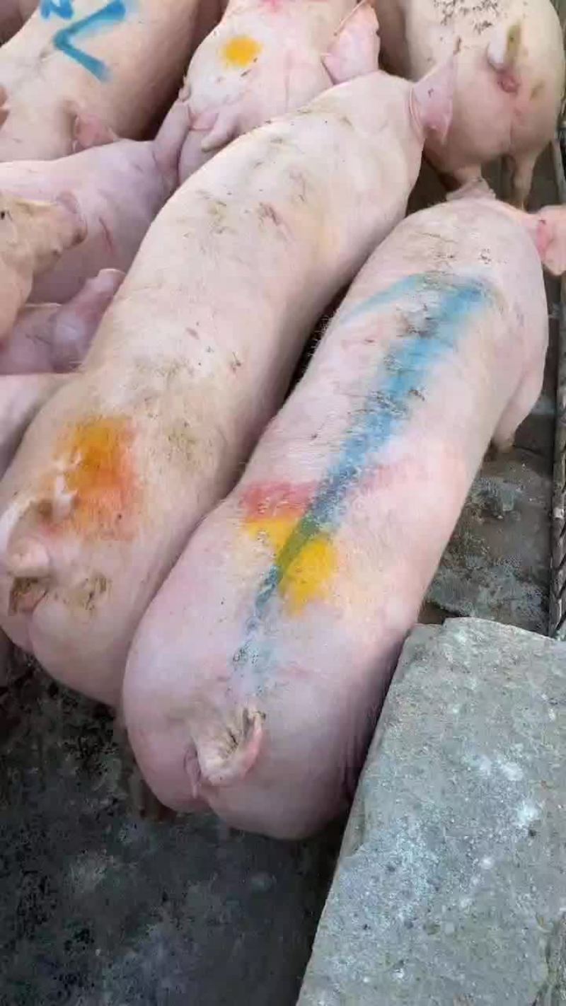 大约克母猪