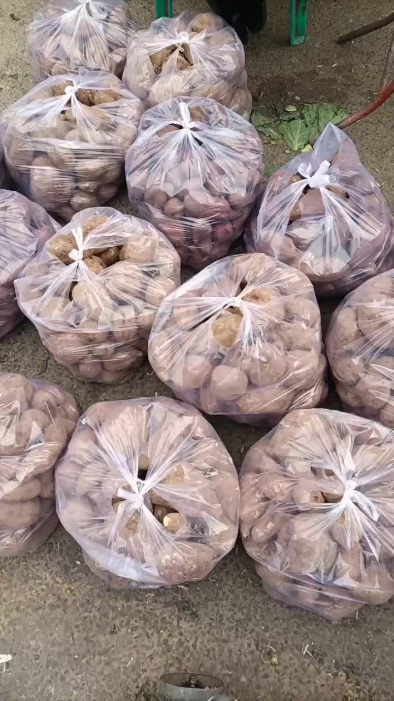红薯