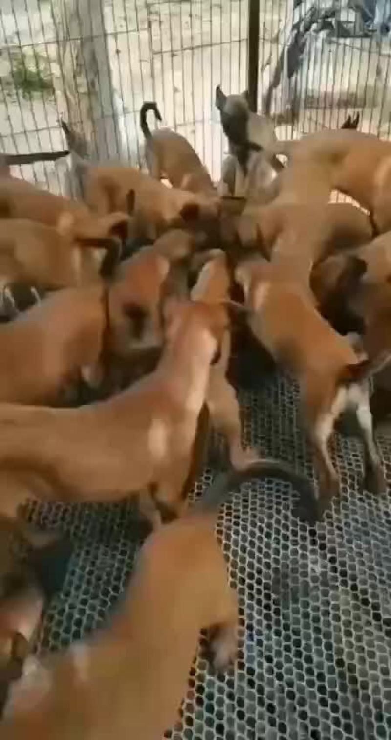 高动力马犬可视频选购疫苗齐全，公母都有血统纯正
