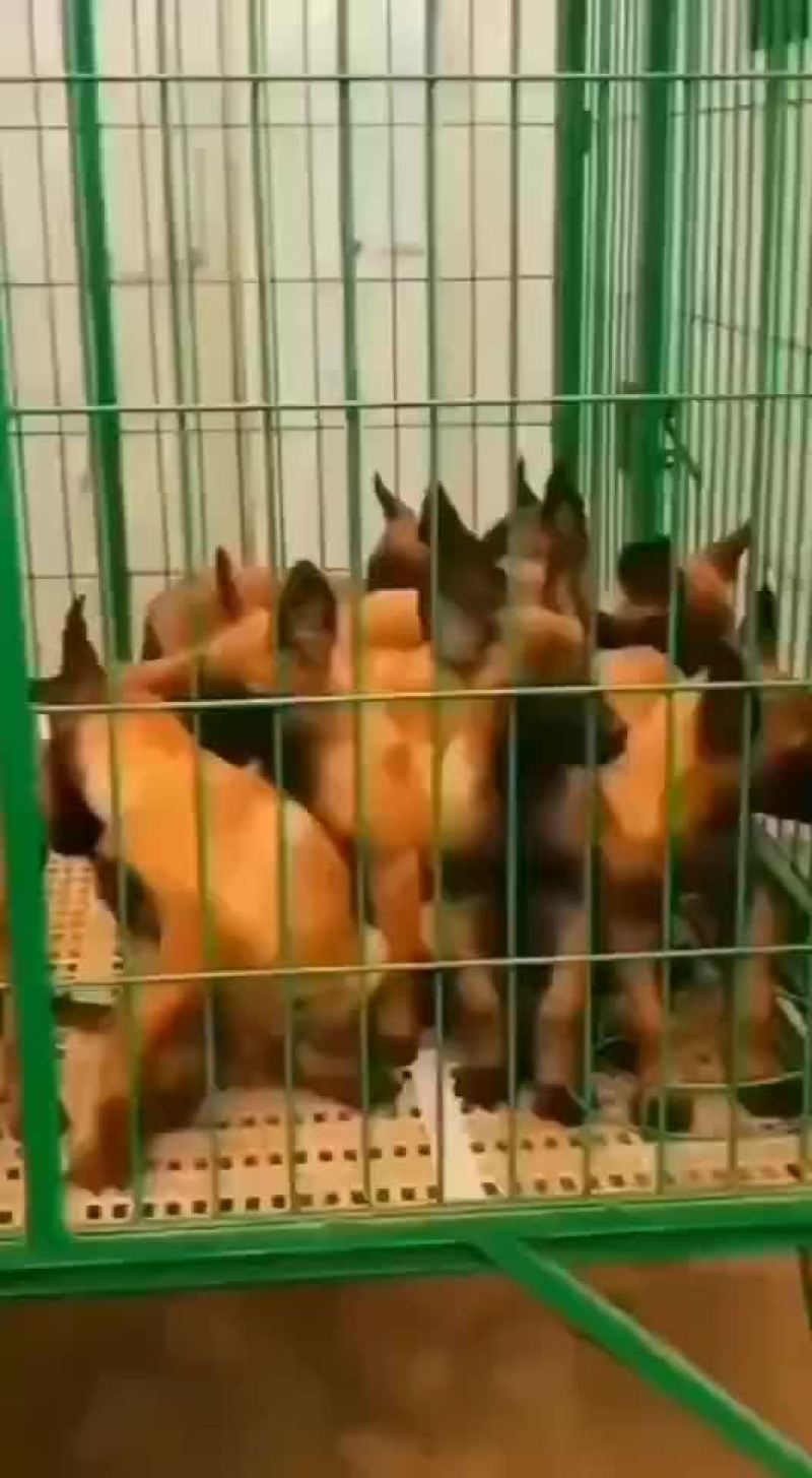 高动力马犬可视频选购疫苗齐全，公母都有血统纯正