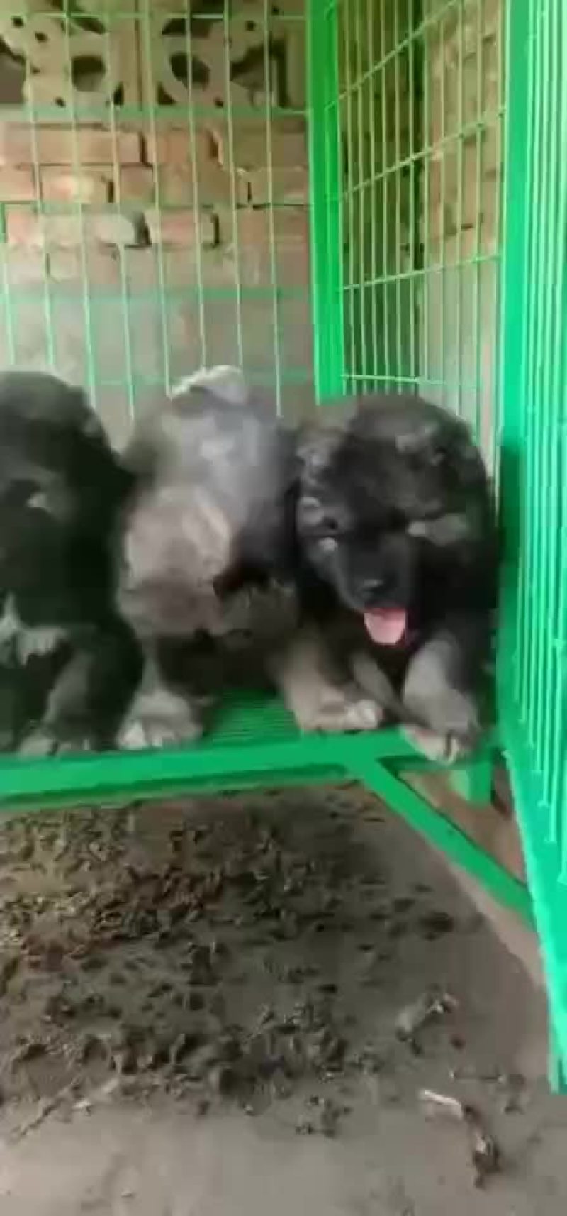 高加索犬可视频选购疫苗齐全，血统纯正公母都有。