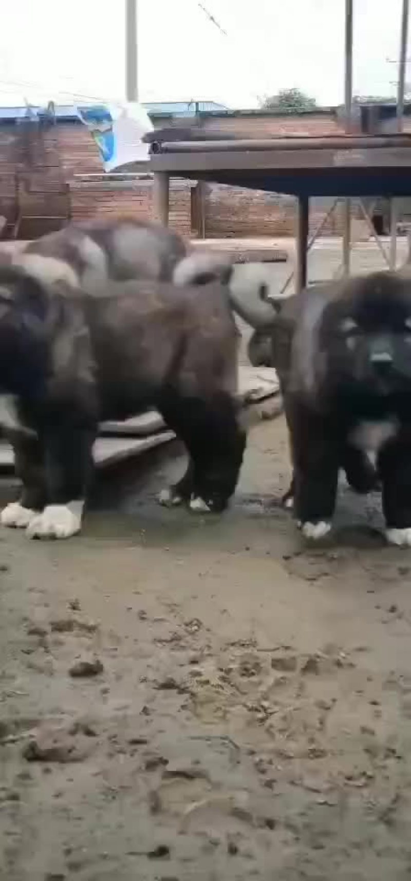 高加索犬可视频选购疫苗齐全，血统纯正公母都有。