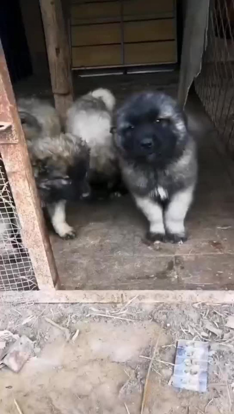 高加索犬可视频选购疫苗齐全，血统纯正公母都有。