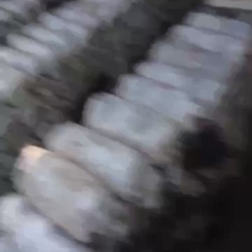 鲜平菇大量上市，通货量足好货有价