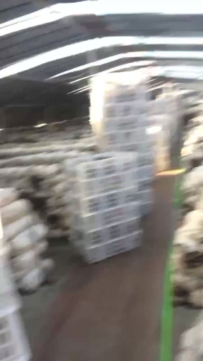鲜平菇大量上市，通货量足好货有价