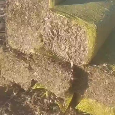 人工扎段玉米秸秆