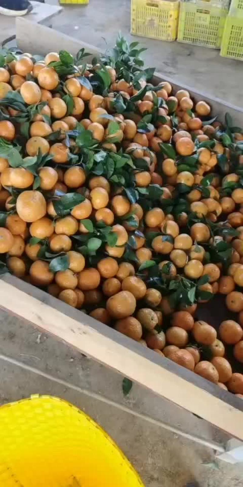 砂糖橘大量上市了