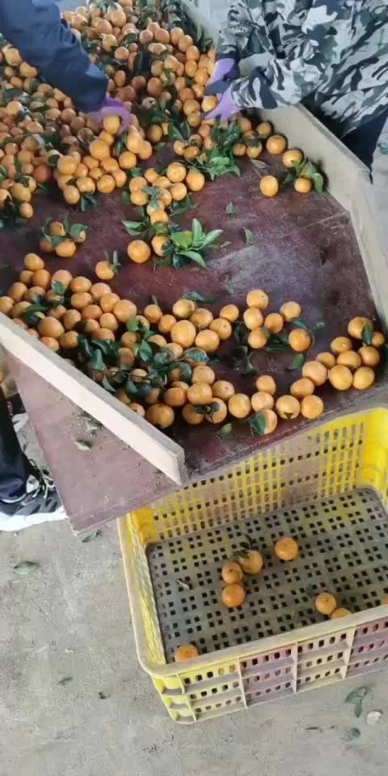 砂糖橘大量上市了