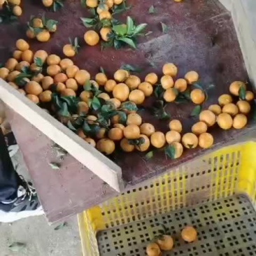 砂糖橘大量上市了