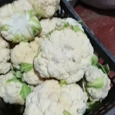 加工厂菜花