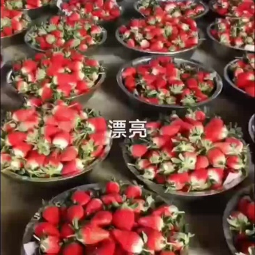 甜宝奶油草莓现已大量上市，货源充足，欢迎商超线上线下