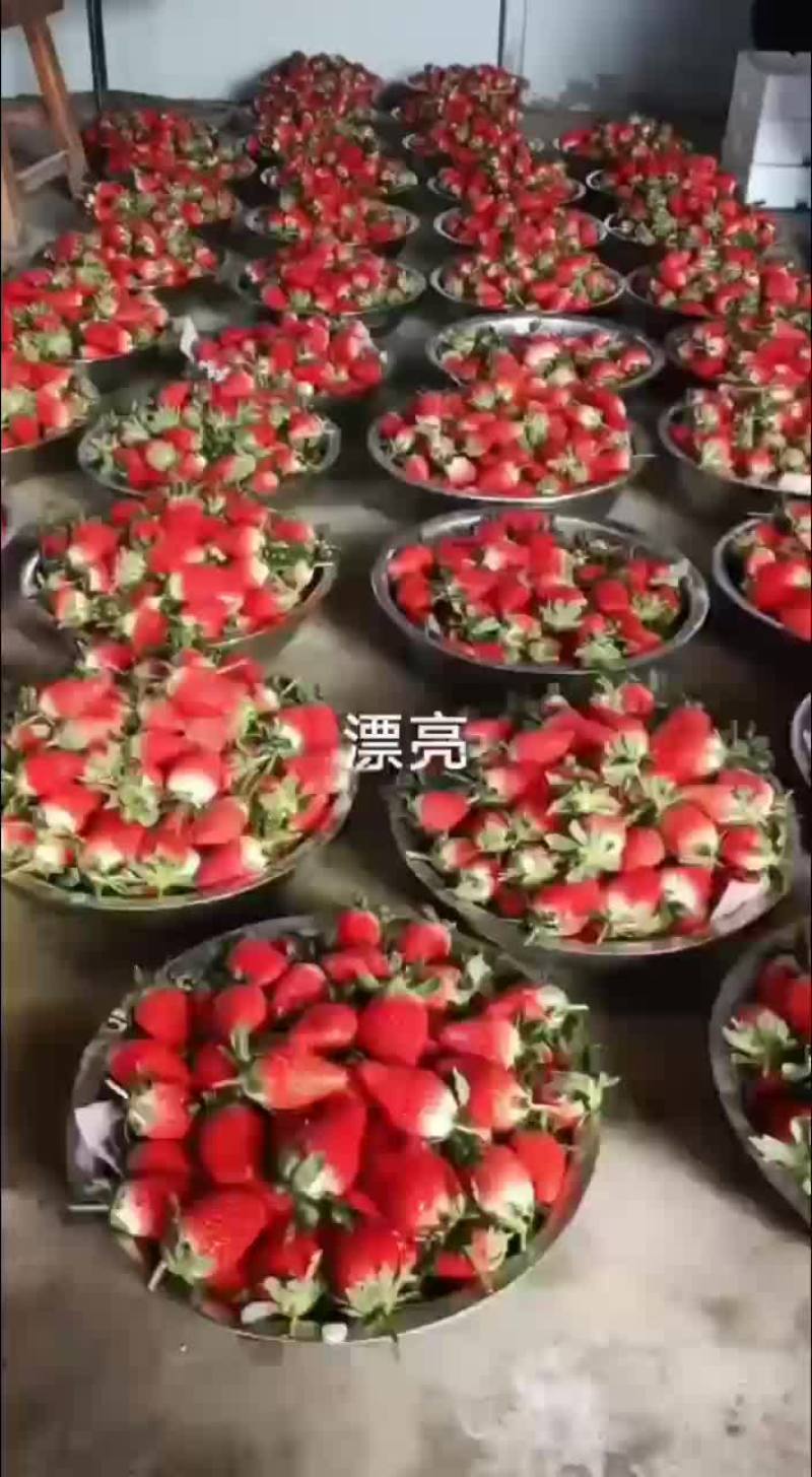 甜宝奶油草莓现已大量上市，货源充足，欢迎商超线上线下