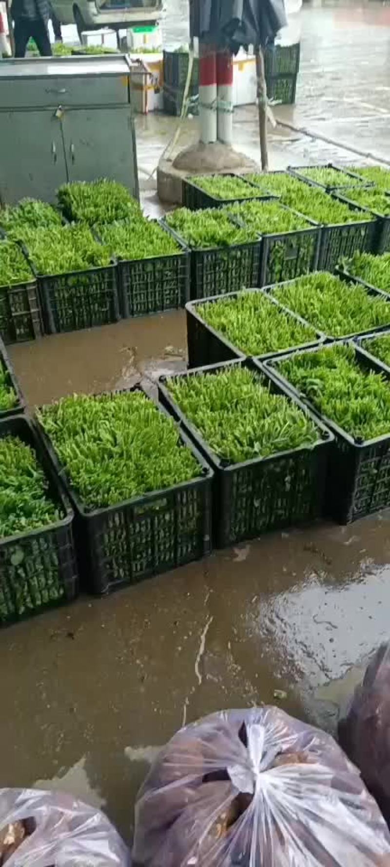 豌豆尖