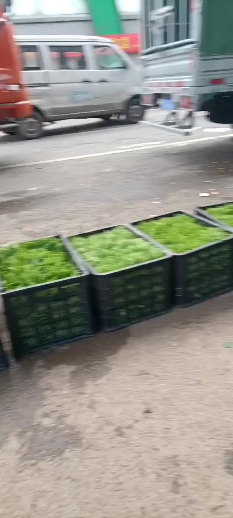 豌豆尖