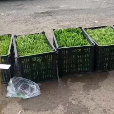 豌豆尖
