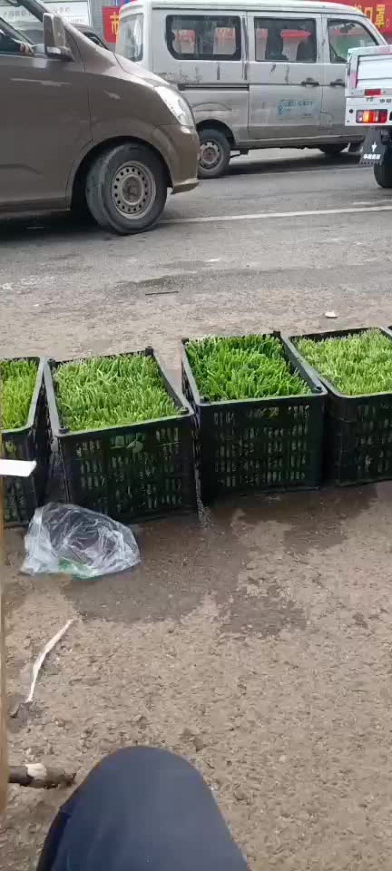 豌豆尖